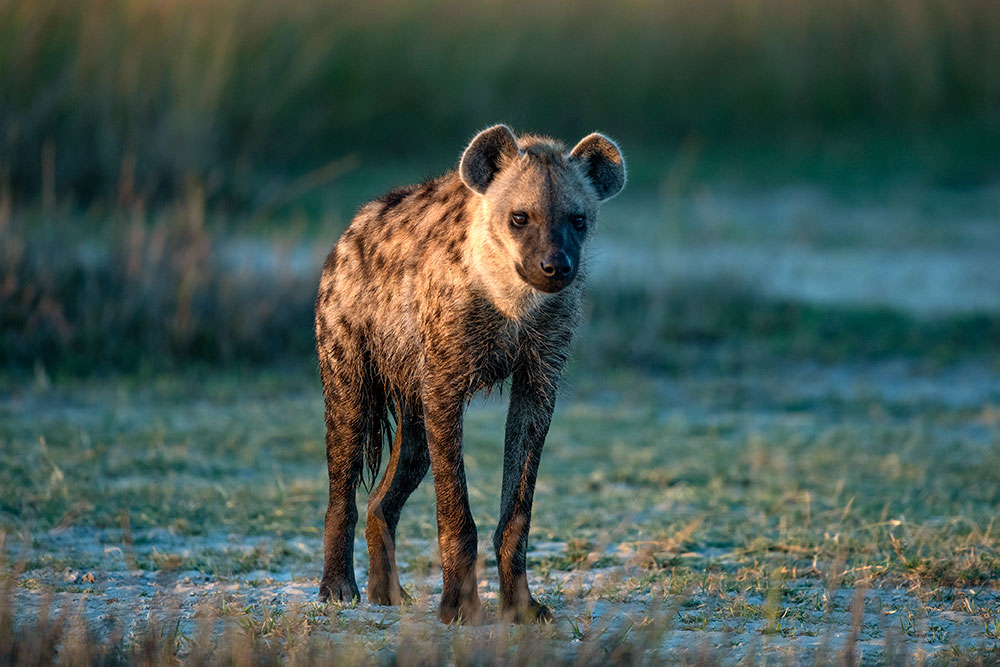 Hyena