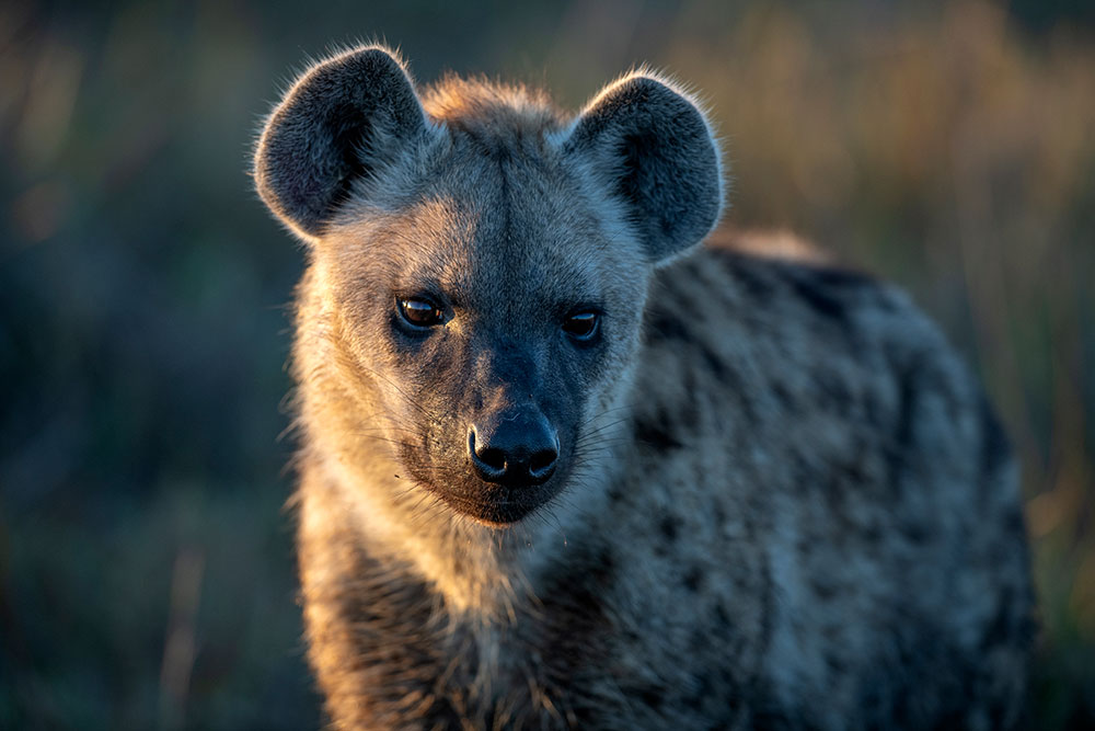 Hyena