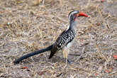 Red Billed Hornbill
