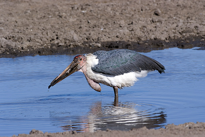 Marabou Stork