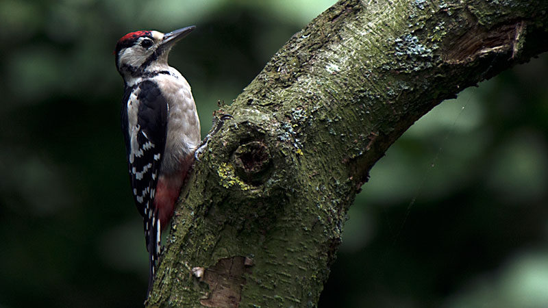 Gt Spotted Woodpecker