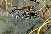 Frog & frogspawn
