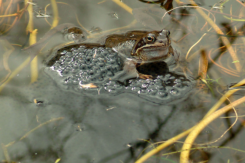 Frog & Frogspawn