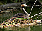 Gt Crested Grebe