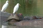 Comon Egrets