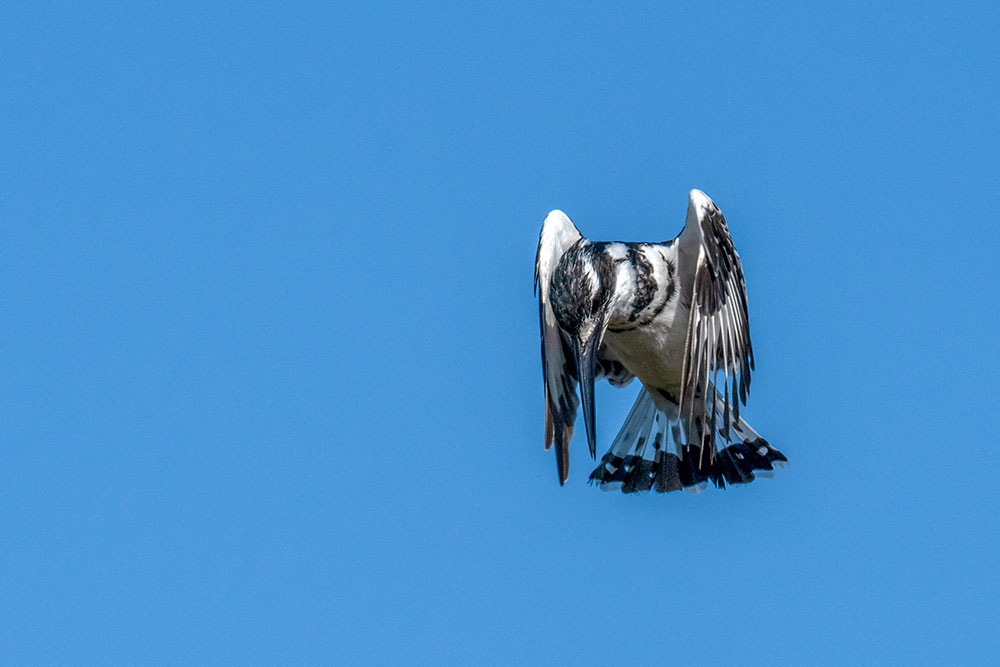 Pied Kingfisher