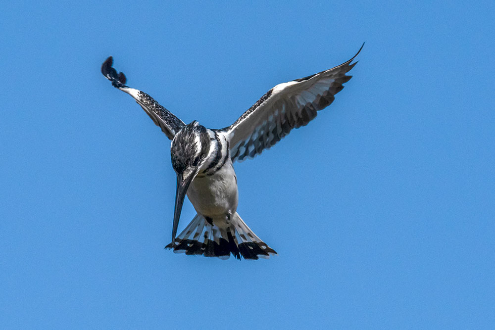 Pied Kingfisher