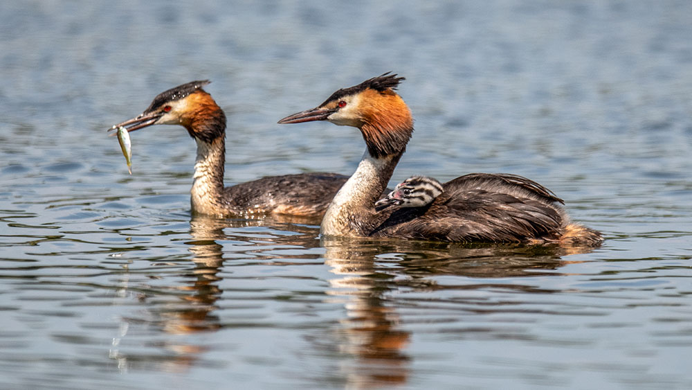 Gt Crested Grebes