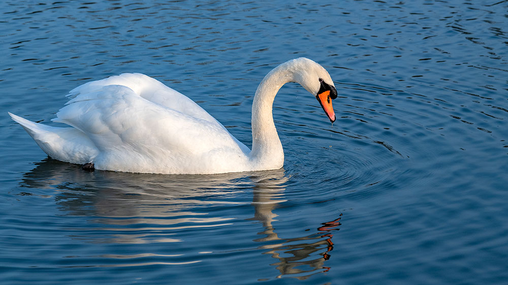 Cob Mute Swan at Baconsthorpe Castle - 1st January 2020
